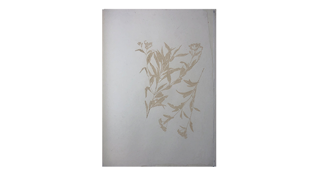 Bowen, Sian: Sensing and Presencing After Hortus Malabaricus