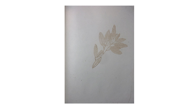 Bowen, Sian: Sensing and Presencing After Hortus Malabaricus